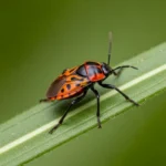 러브버그 해충인가요