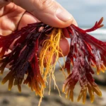 새치 뿌리 염색 가격