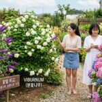 불두화, 백당나무, 수국 비교