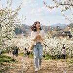 이화우 흩날릴 제