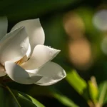 목련꽃 그늘 아래서