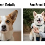 묘종 자세히 보기 ③ 먼치킨